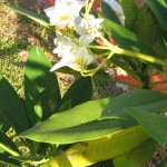 Plante et soleil pour Ma Recette SantÃ©