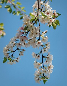 Naturopathe : Services offerts par Ma Recette SantÃ©