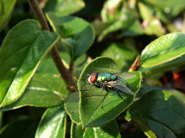 Sâ€™attaquer aux parasites aprÃ¨s le mÃ©nage du printemps !