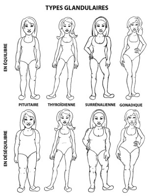 Ma recette santÃ© - Perdre du poids avec les types glandulaires : les 4 profils types